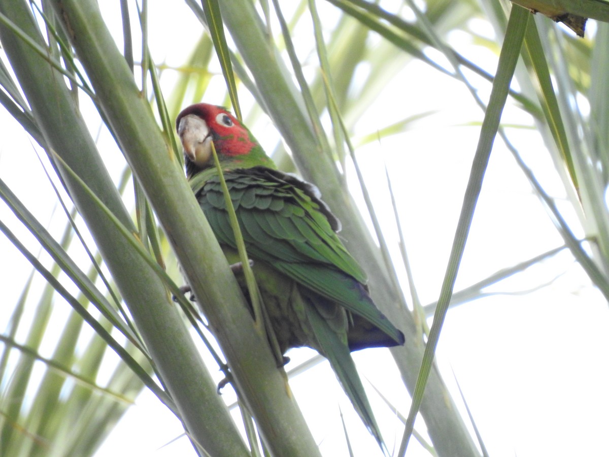 Mitred/Red-masked Parakeet - ML141992031