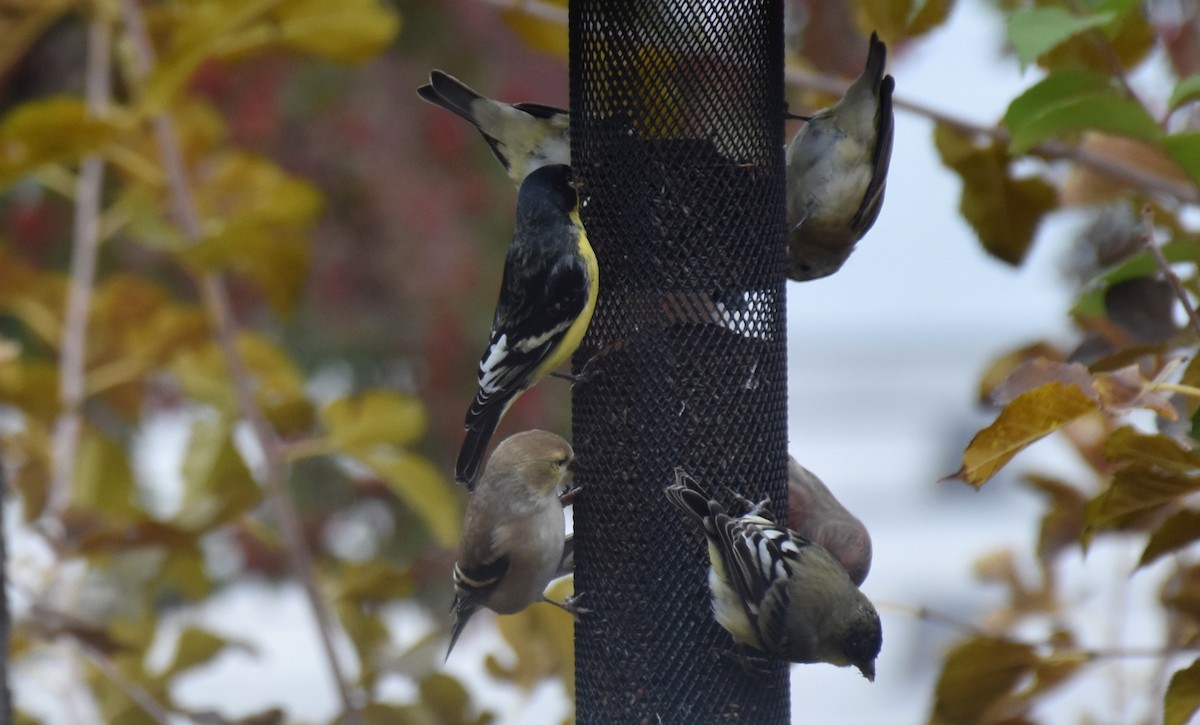 Lesser Goldfinch - ML141992171