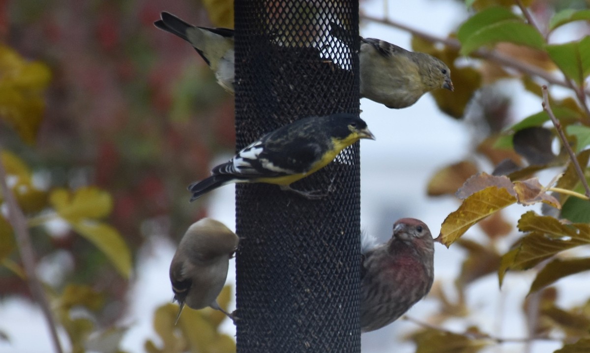 Lesser Goldfinch - ML141992281