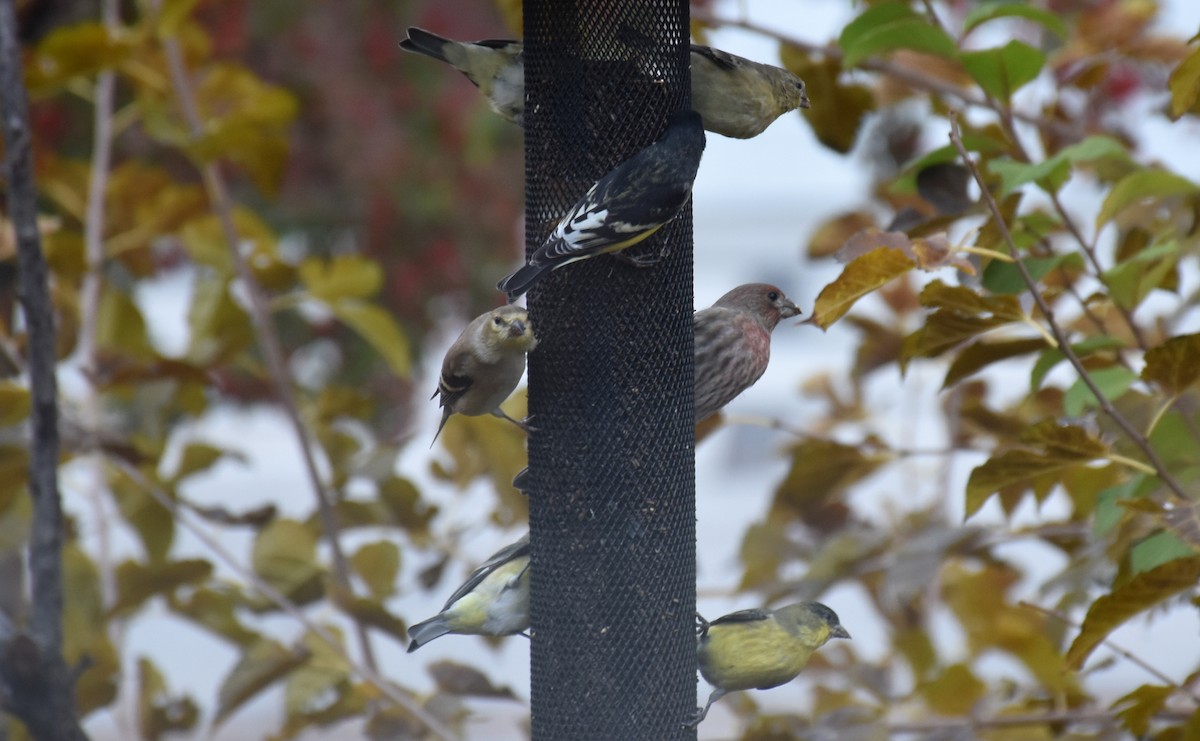 Lesser Goldfinch - ML141992291