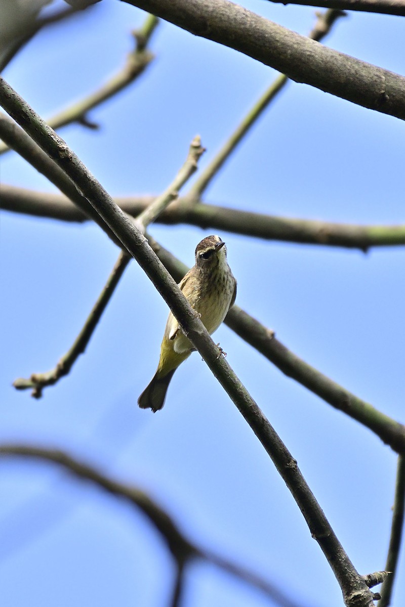 Palm Warbler - ML141992301