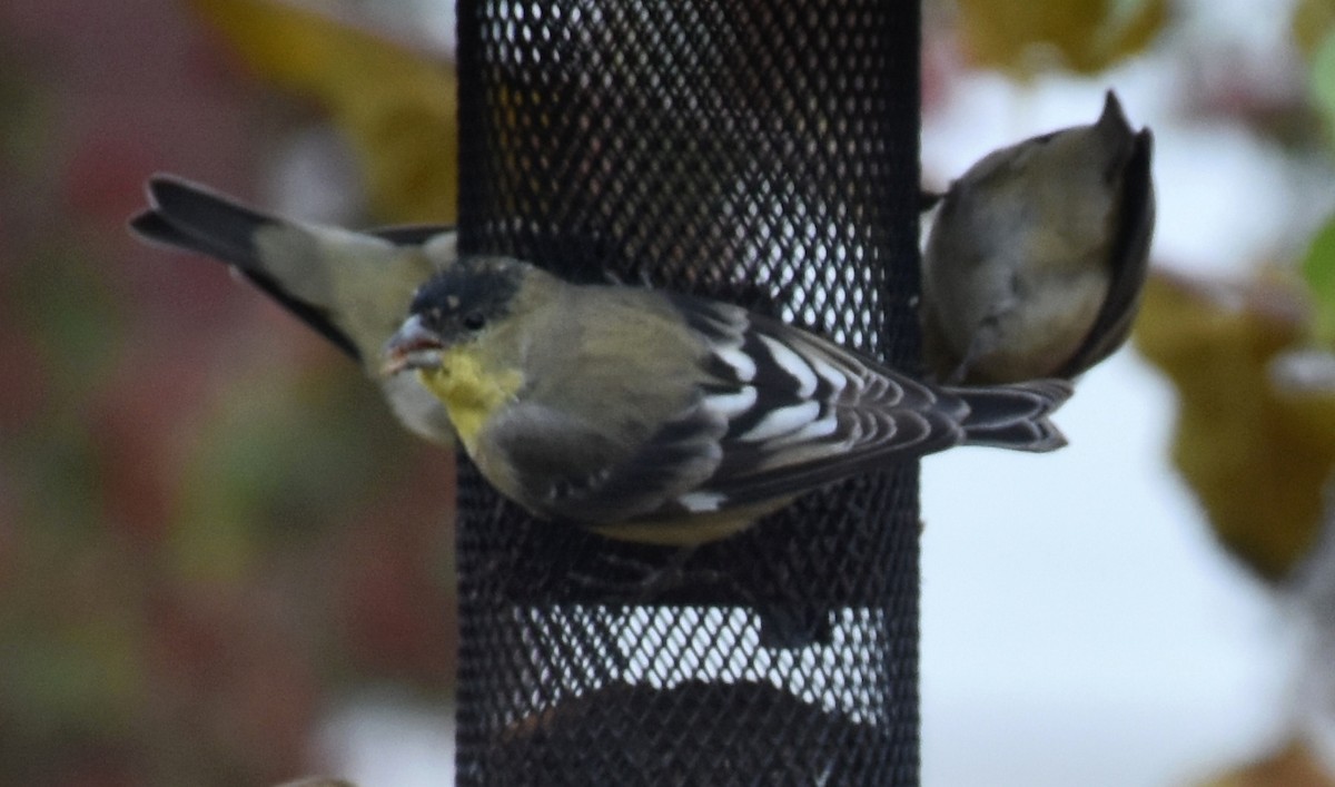 Lesser Goldfinch - ML141992311