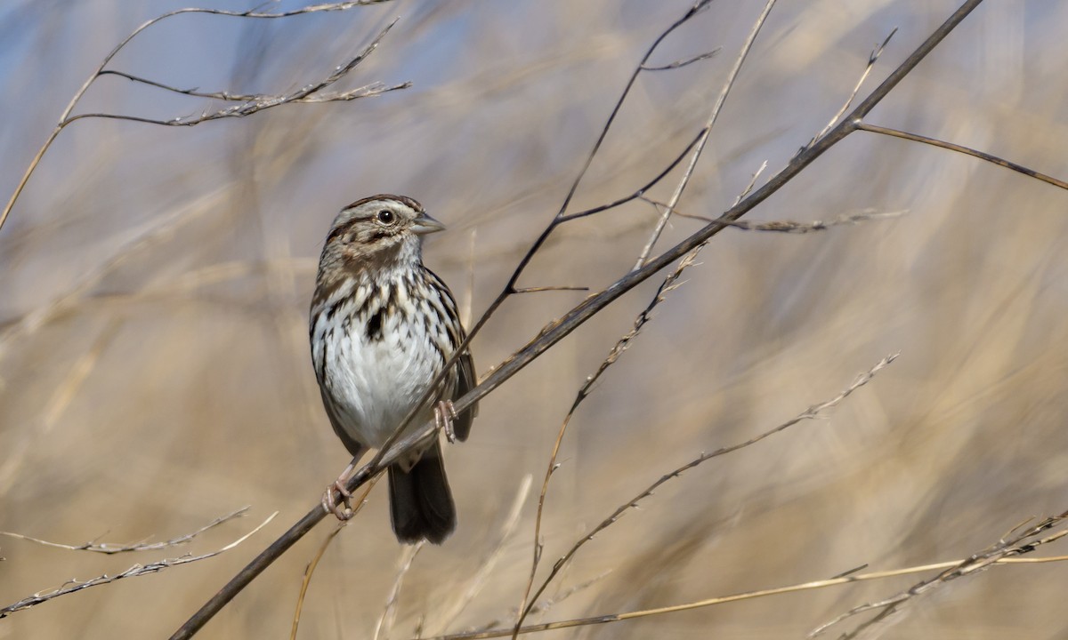 Song Sparrow - ML141992391