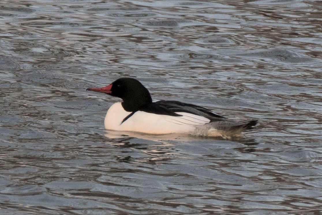 Common Merganser - ML141992751