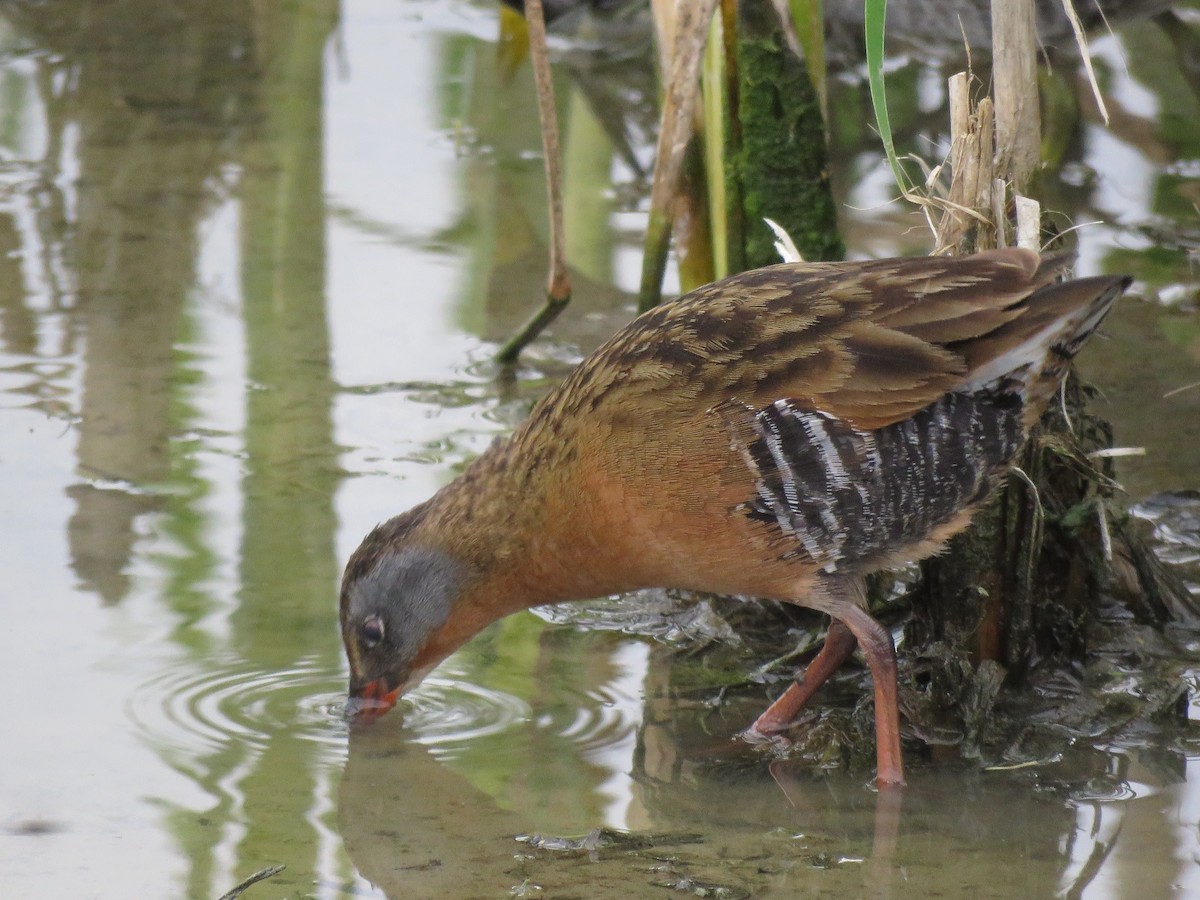 Virginia Rail - William Marengo