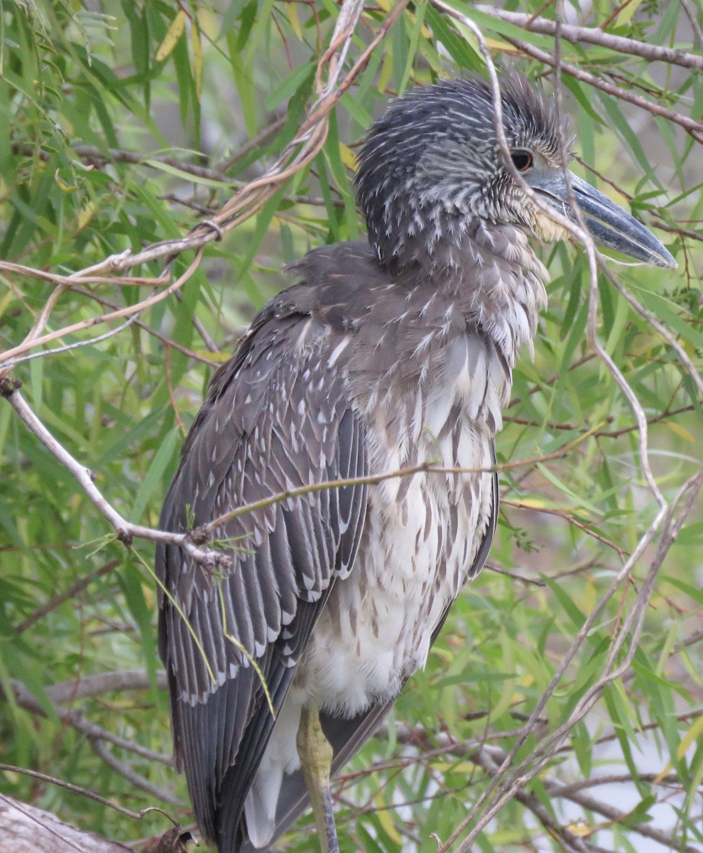 Yellow-crowned Night Heron - ML141993191