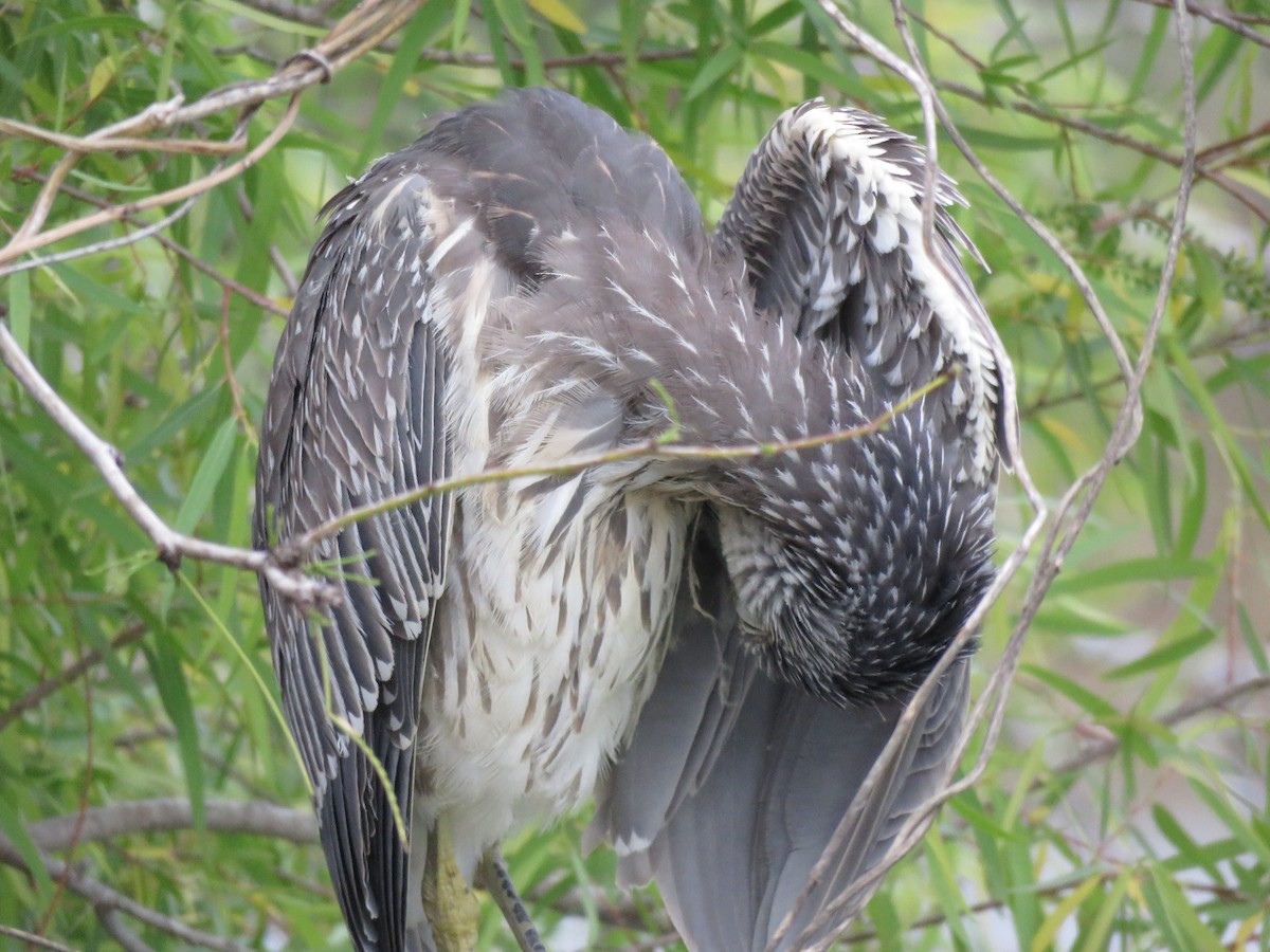 Yellow-crowned Night Heron - ML141993231