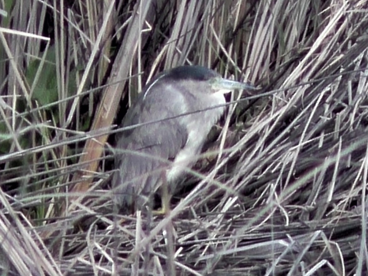 Black-crowned Night Heron - ML141993251