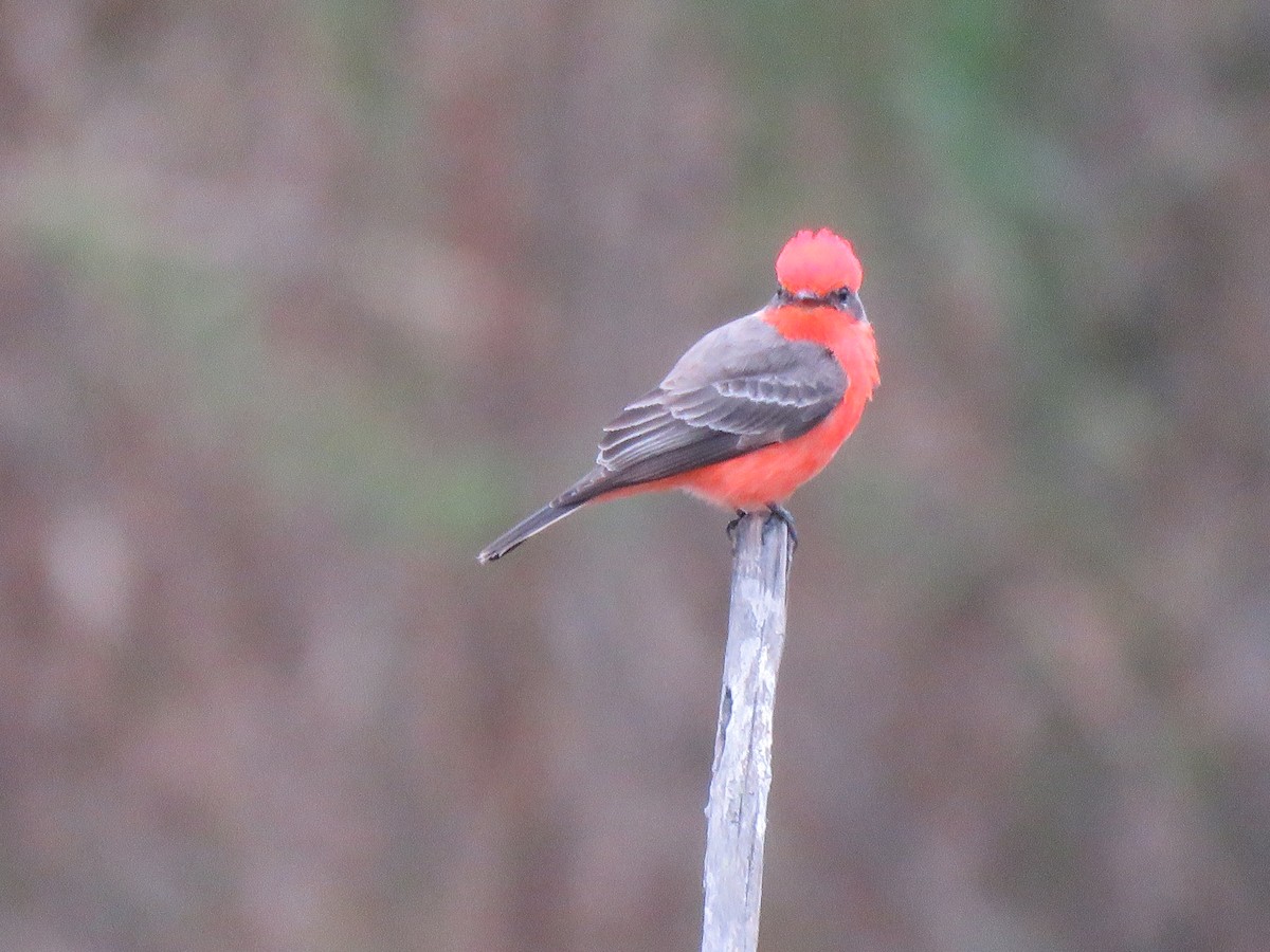 Vermilion Flycatcher - ML141993261