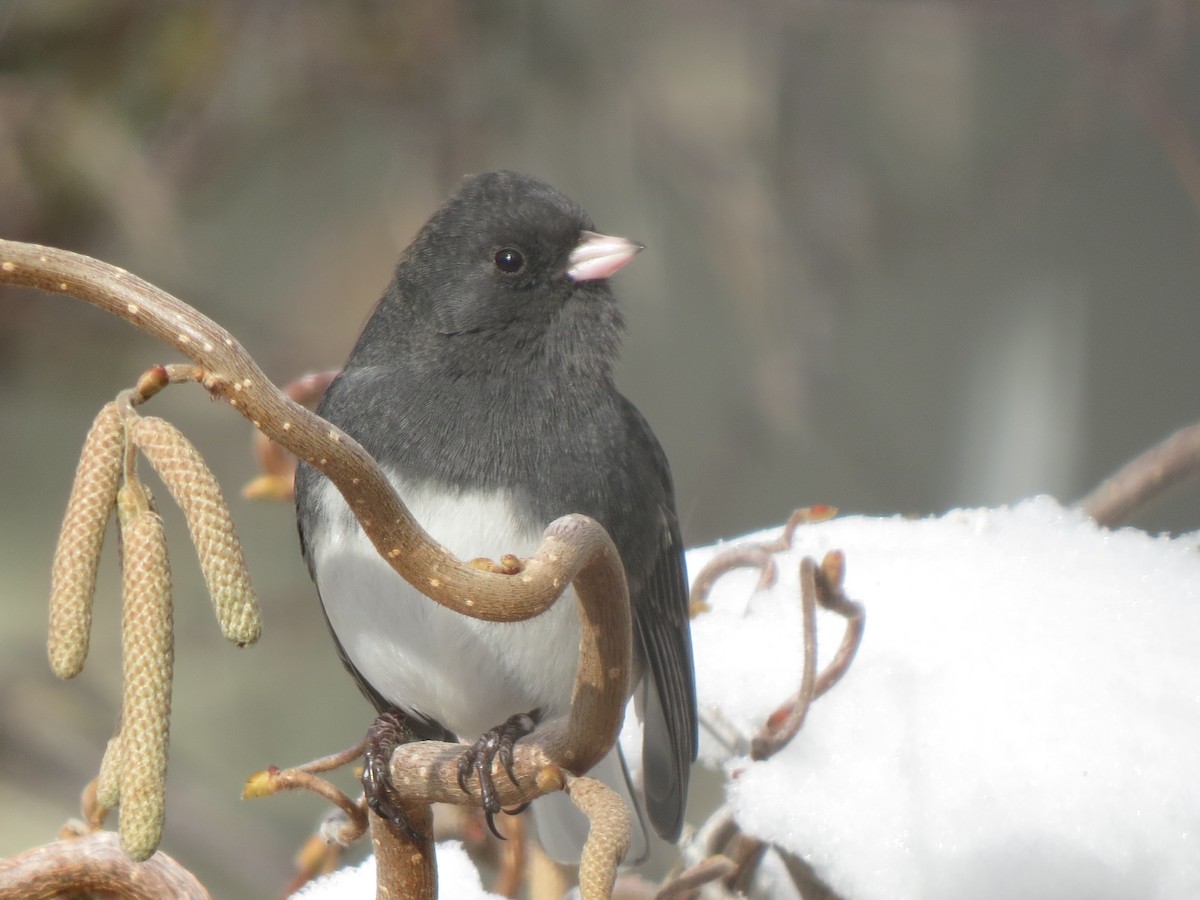 Dark-eyed Junco (Slate-colored) - ML141994101