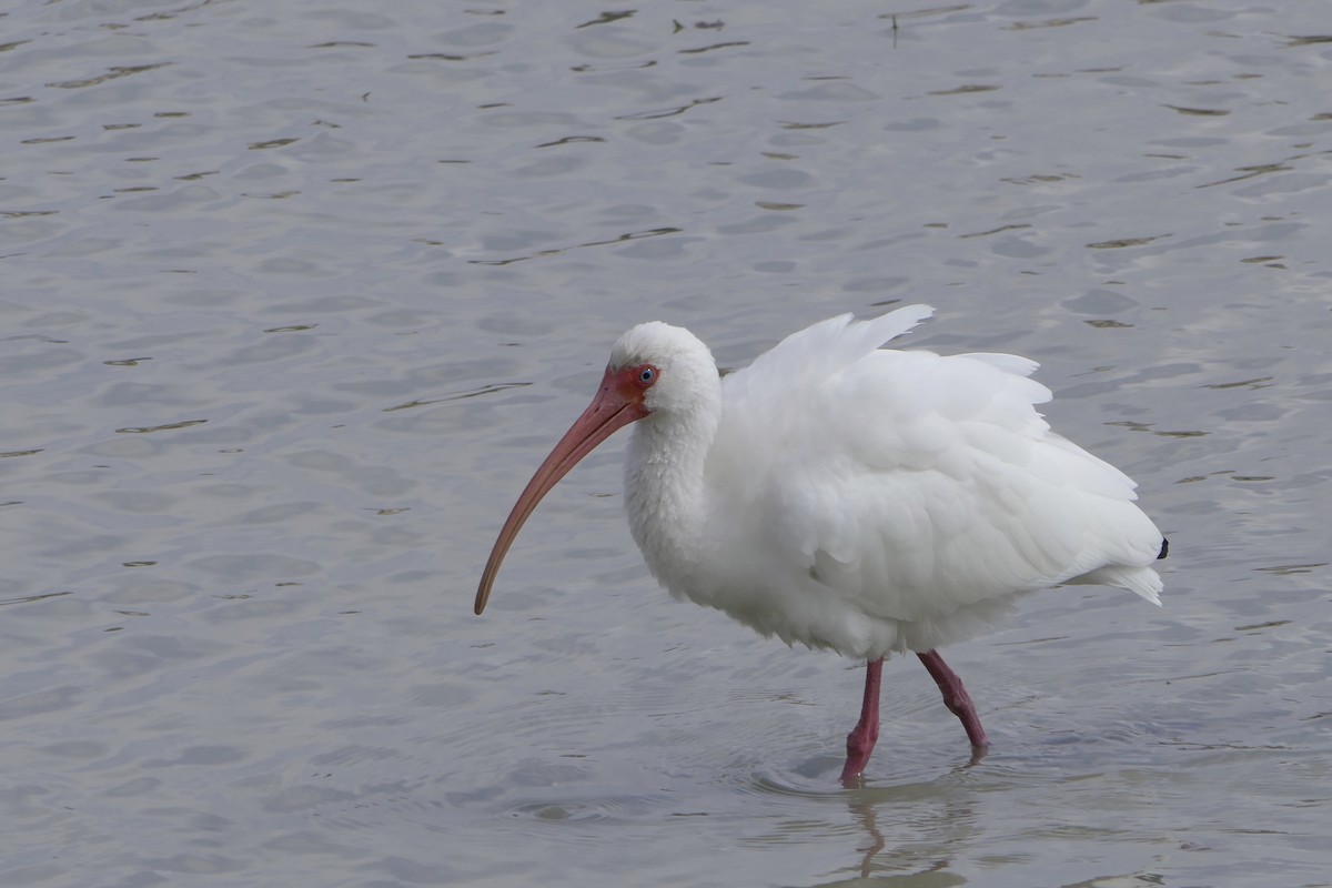 ibis bílý - ML141995001
