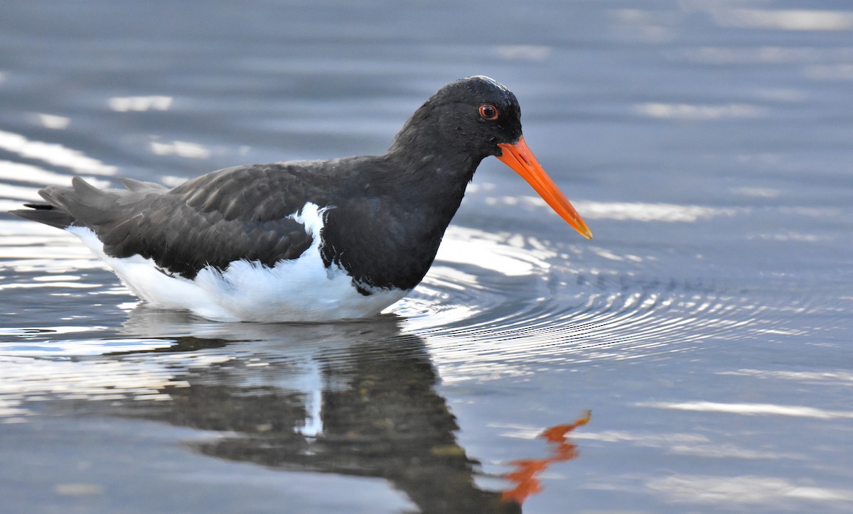 South Island Oystercatcher - ML141995261