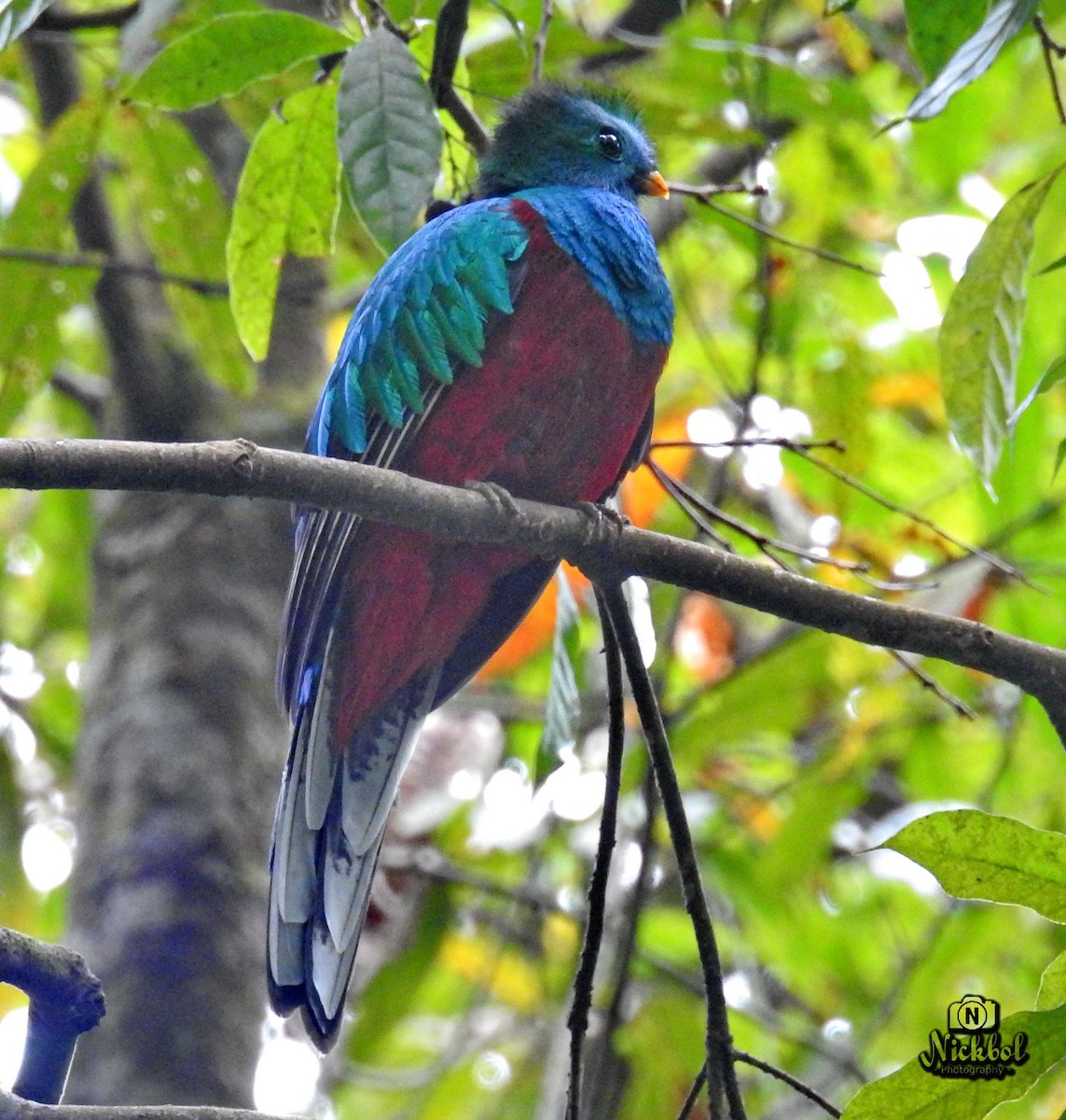 Resplendent Quetzal - ML141995671