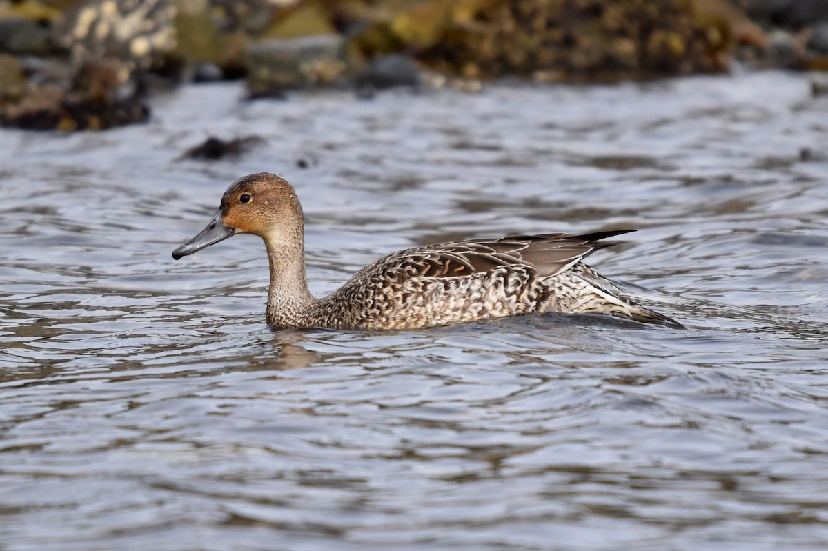 Northern Pintail - Braden Judson