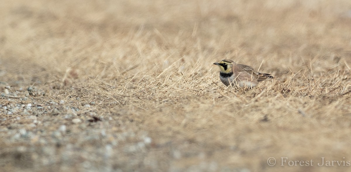 Horned Lark - ML141996341