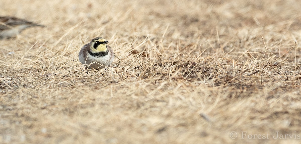 Horned Lark - ML141996401