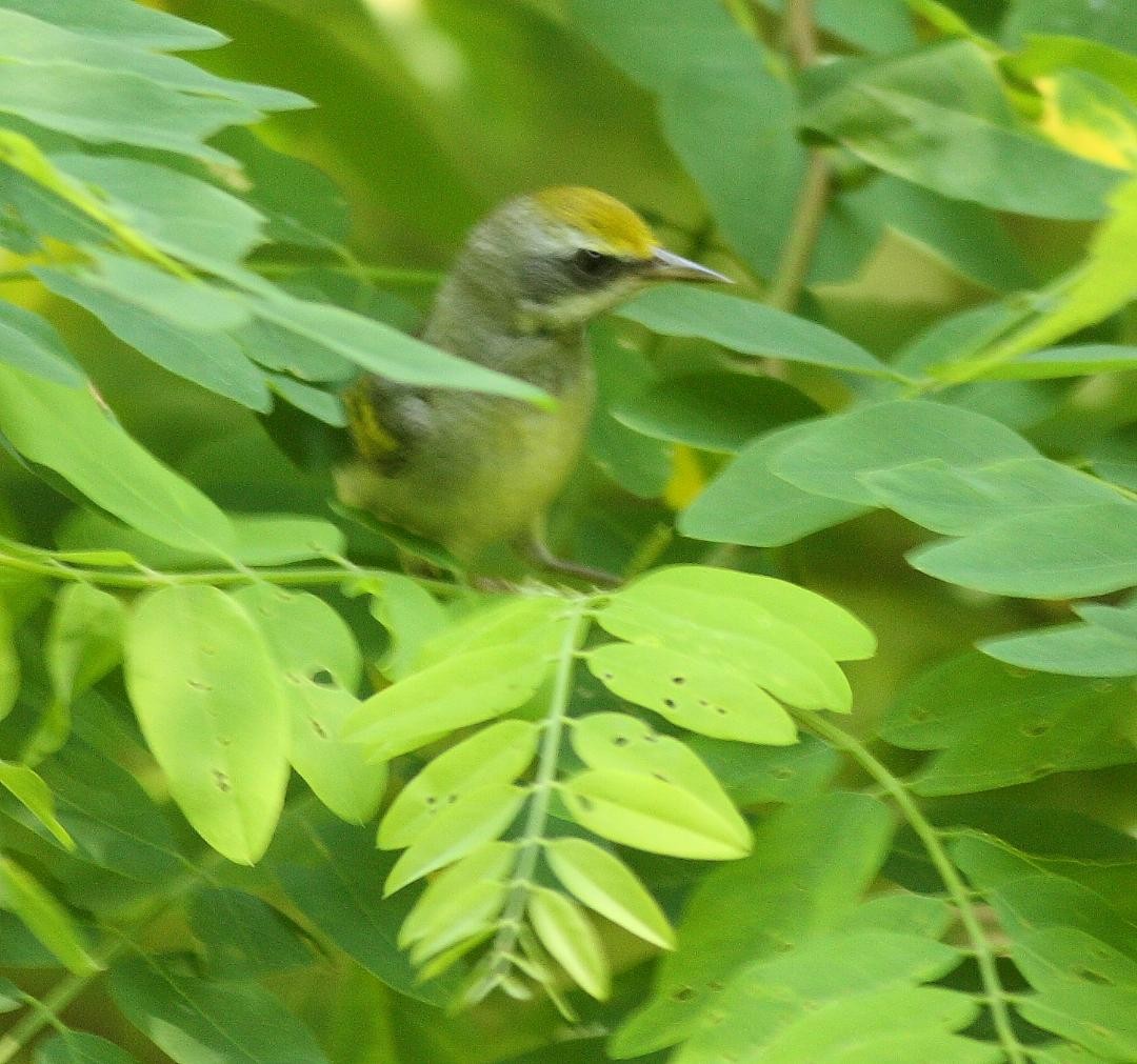 Golden-winged Warbler - Kyle Bardwell