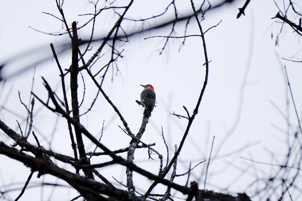 Red-bellied Woodpecker - ML141997601