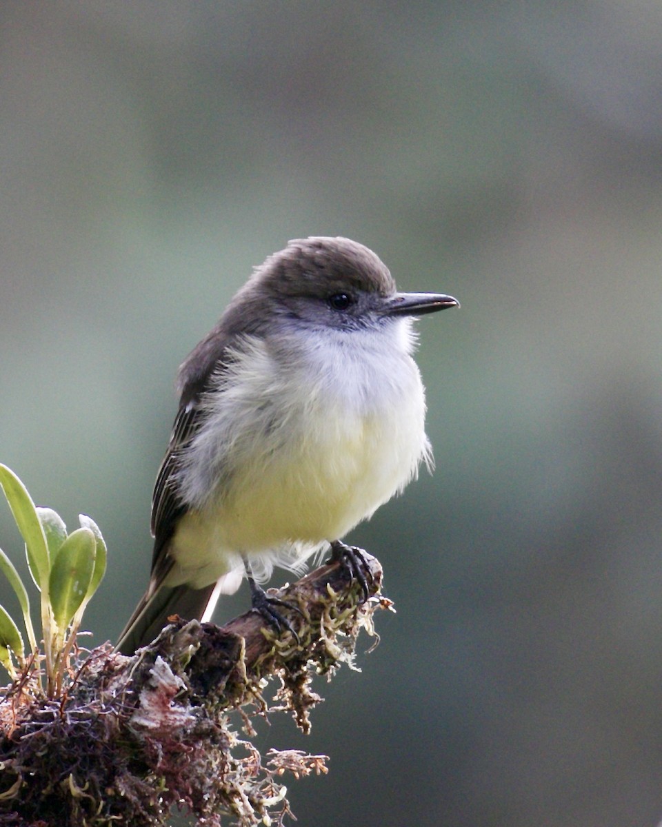 Pale-edged Flycatcher - ML141997631