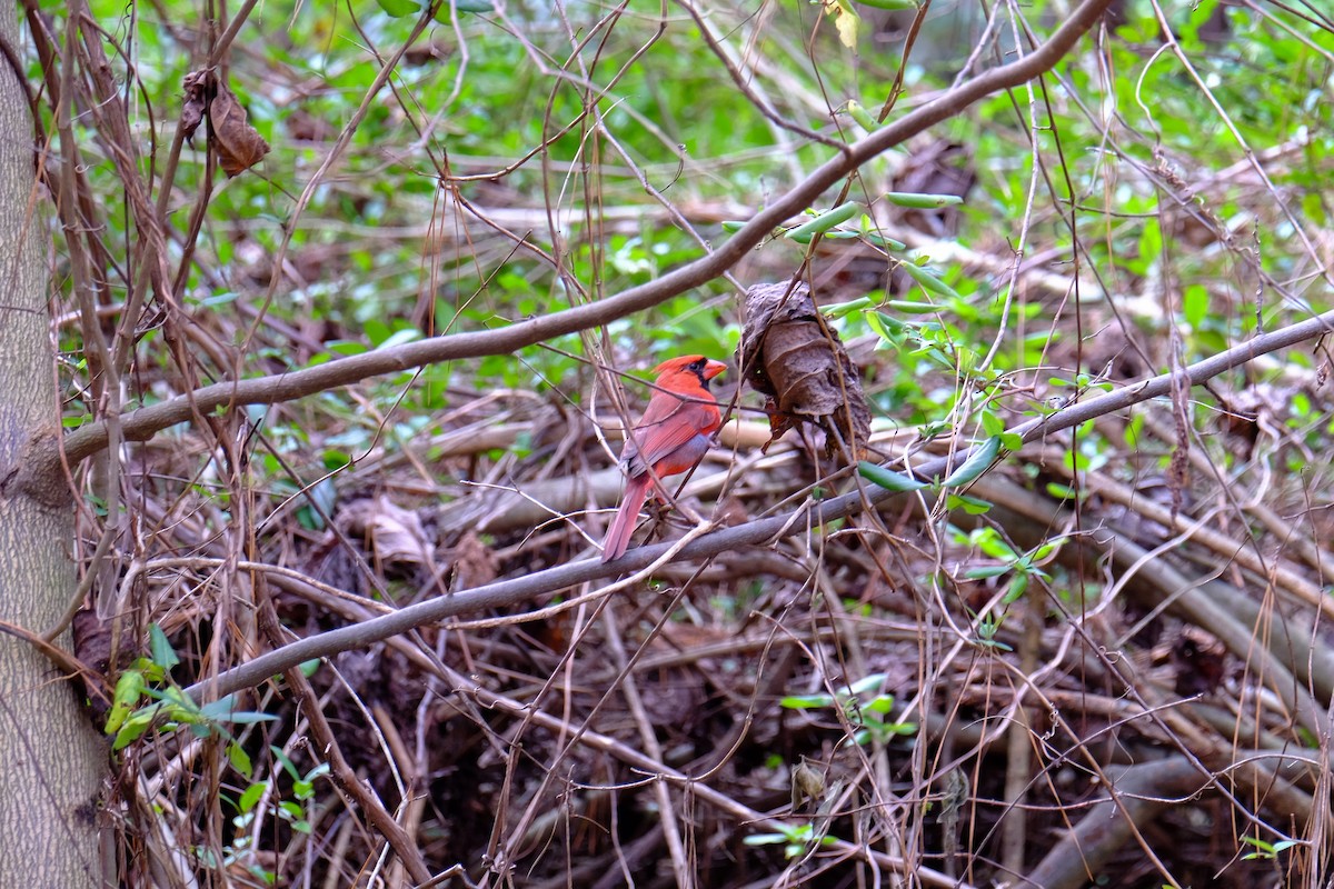 Northern Cardinal - ML141997661