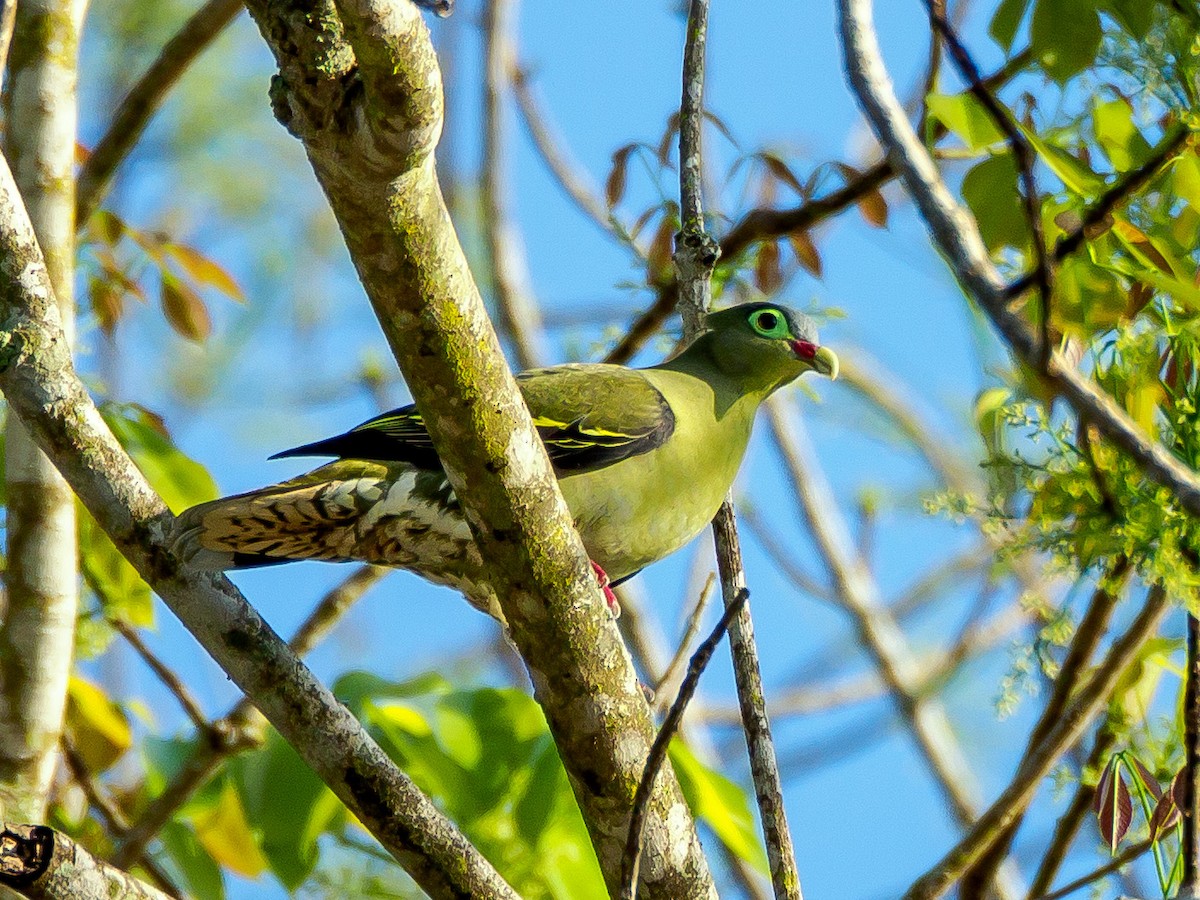 Thick-billed Green-Pigeon - ML141997751