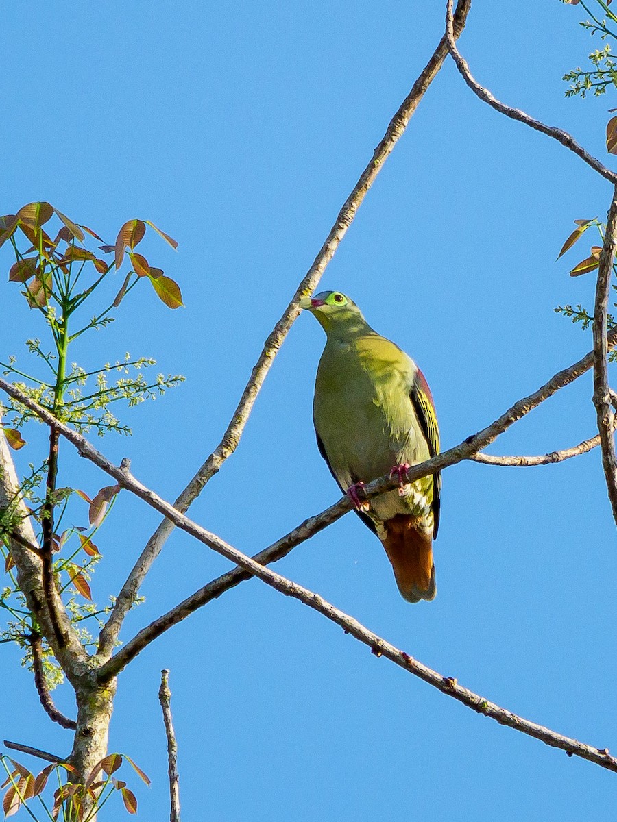 Thick-billed Green-Pigeon - ML141997781
