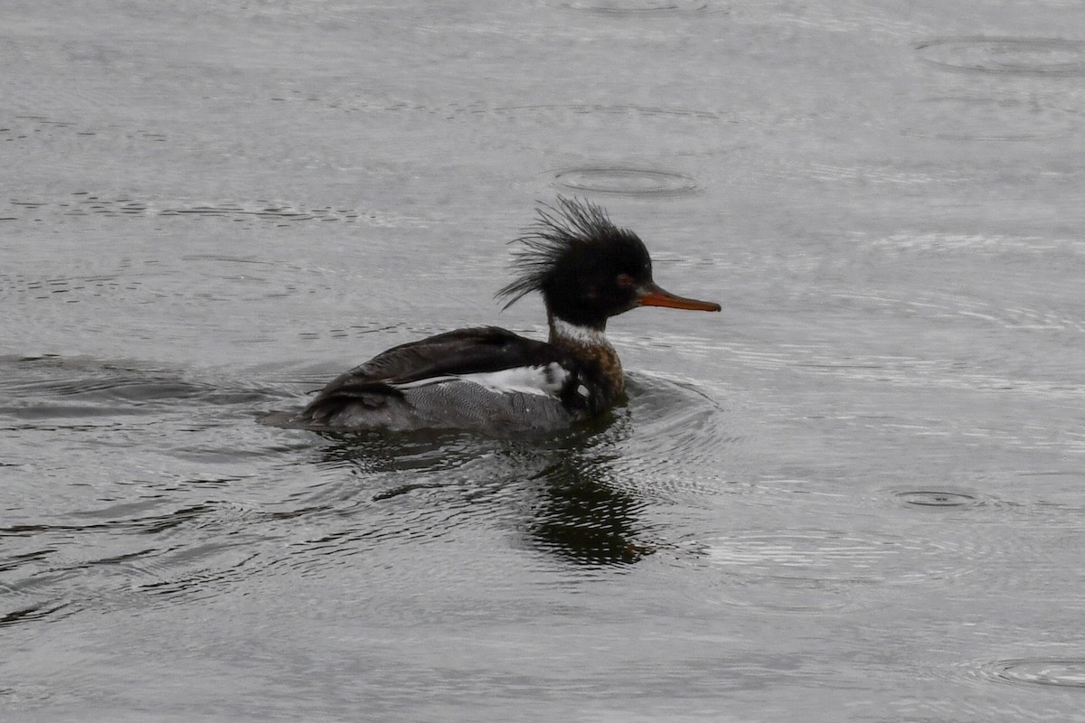 Red-breasted Merganser - ML141998211