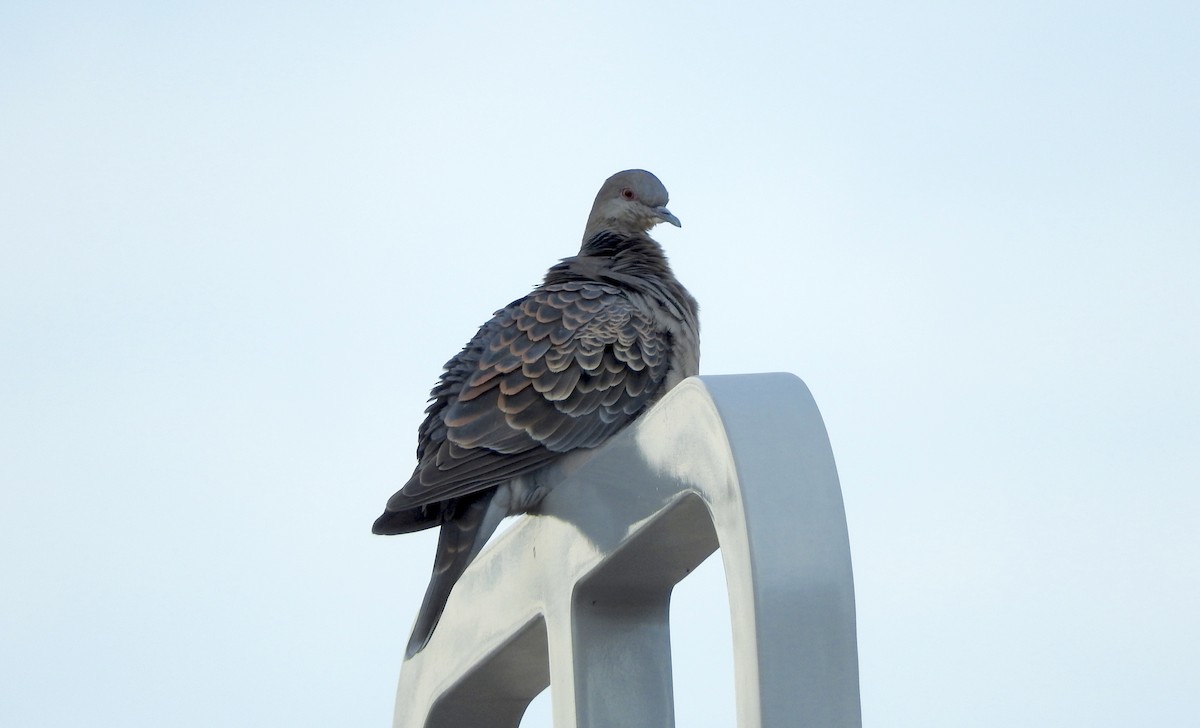 Oriental Turtle-Dove - ML141999091