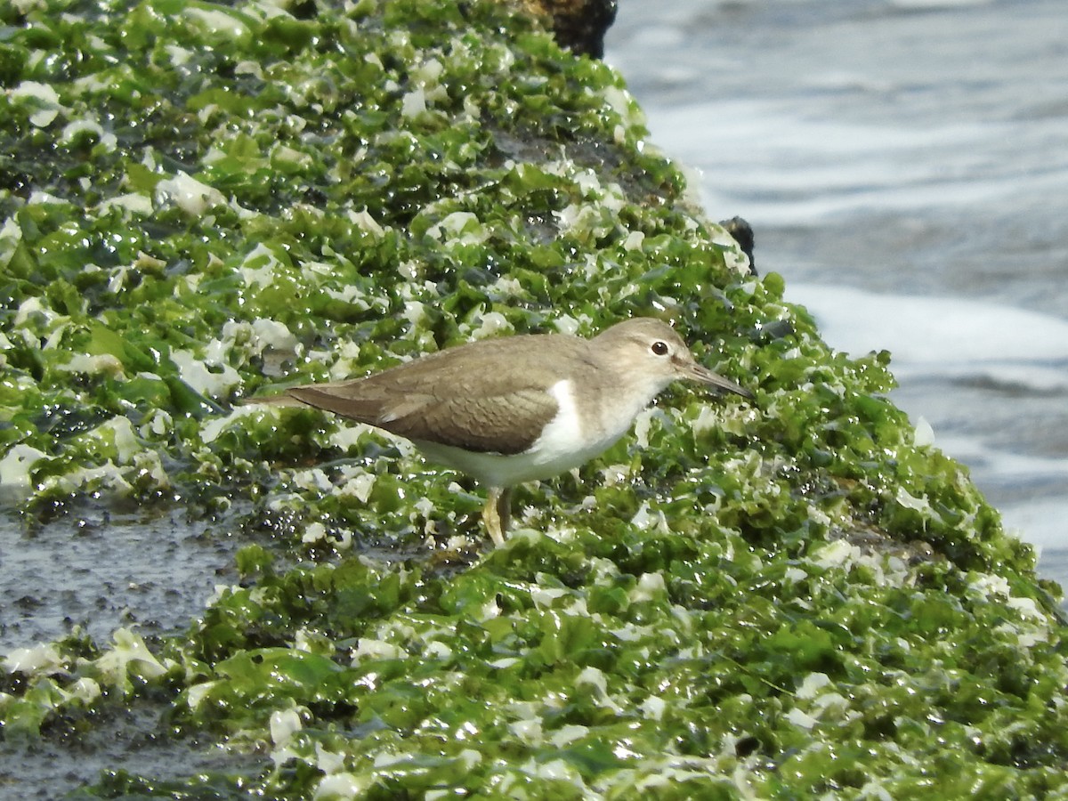 Common Sandpiper - ML141999181