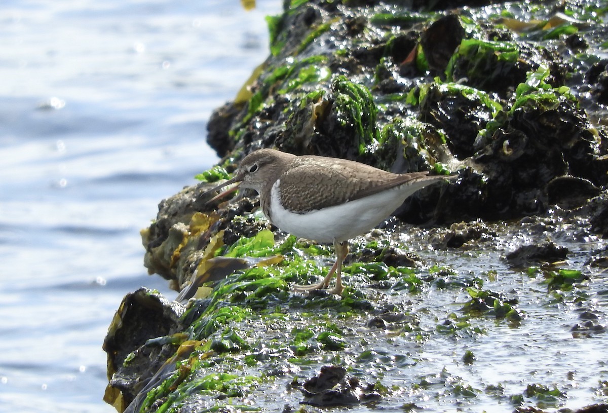 Common Sandpiper - ML141999191