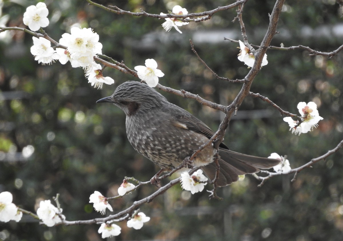 Brown-eared Bulbul - ML141999411