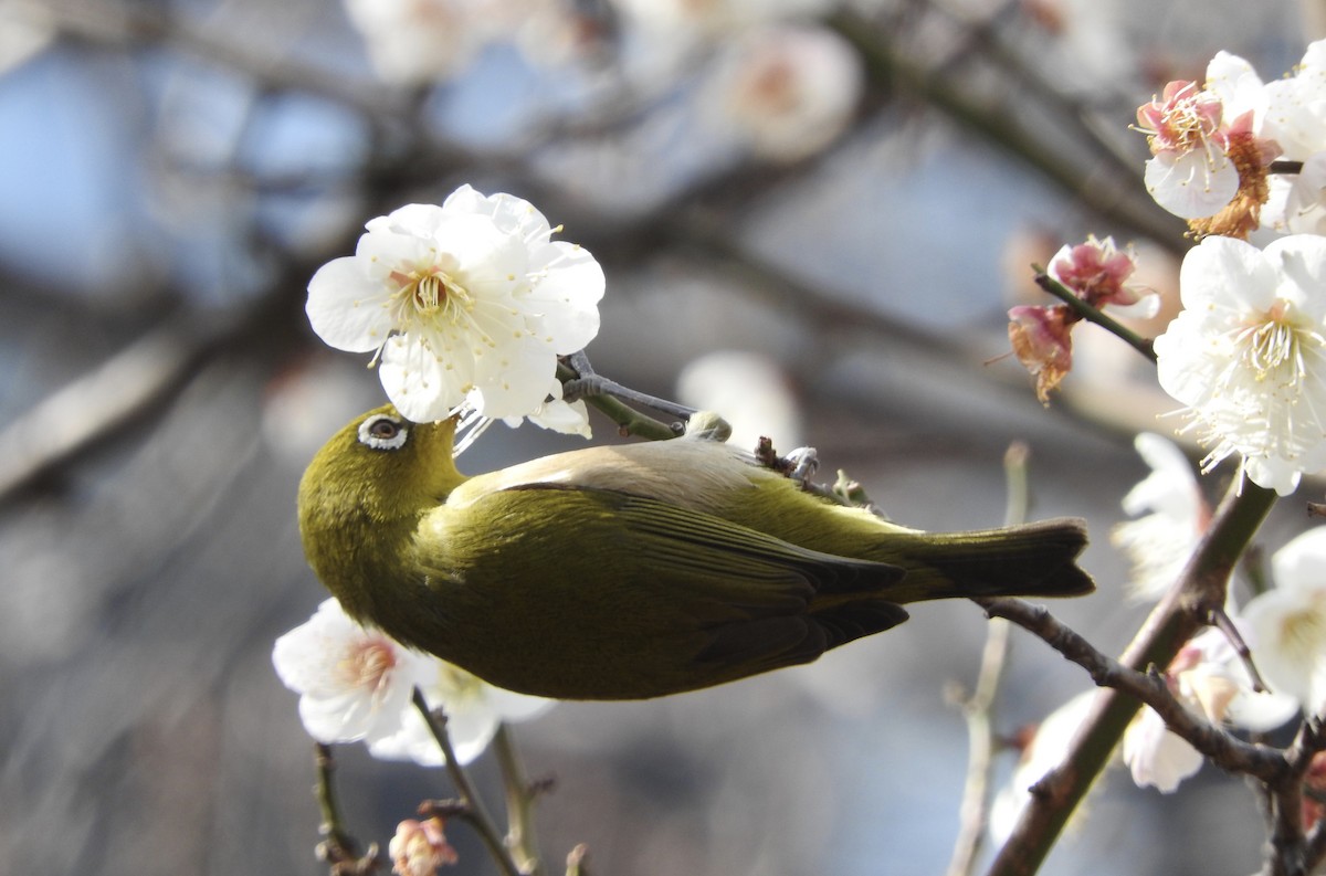 Warbling White-eye - ML141999481