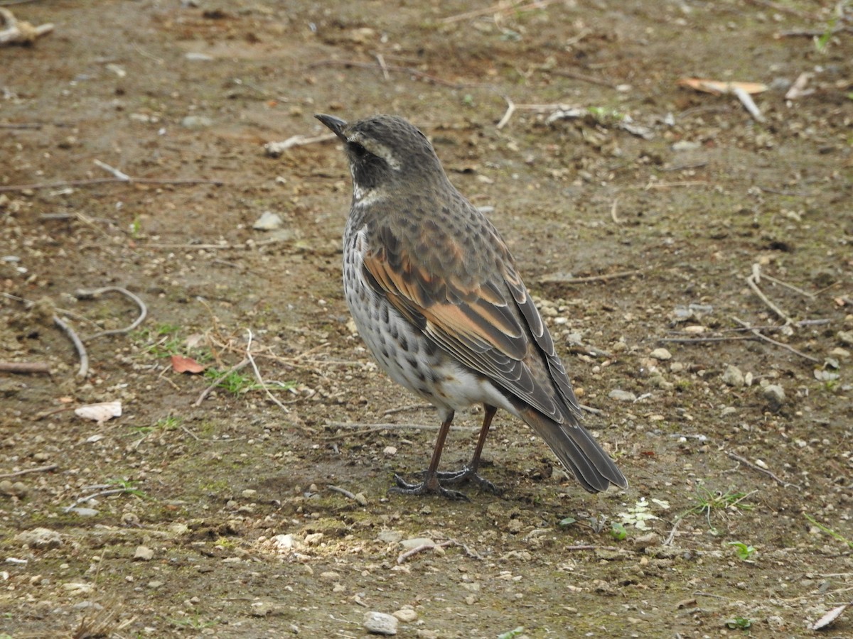 Dusky Thrush - ML141999541