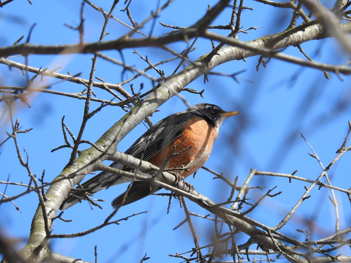 American Robin - ML141999951