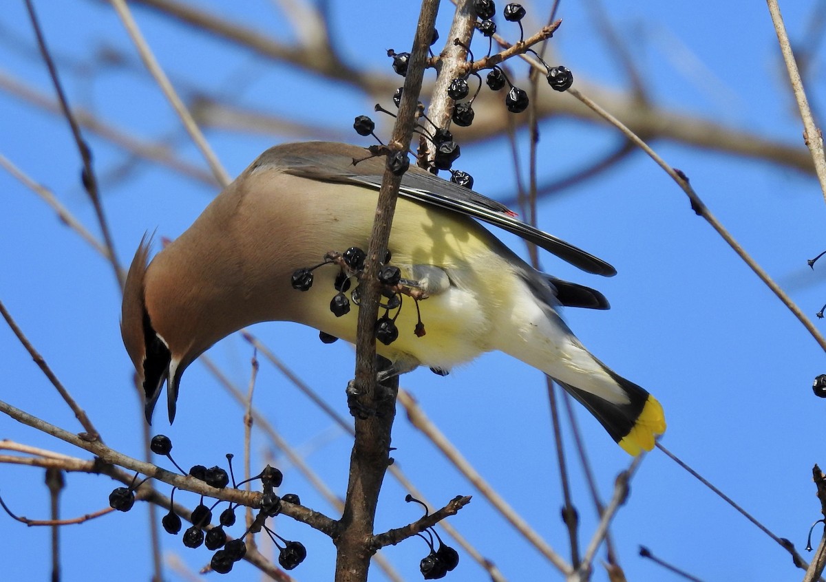 Cedar Waxwing - David Whitehouse