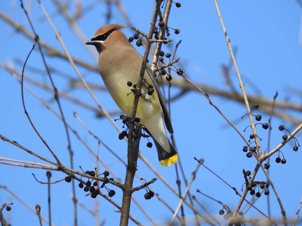 Cedar Waxwing - ML142000041