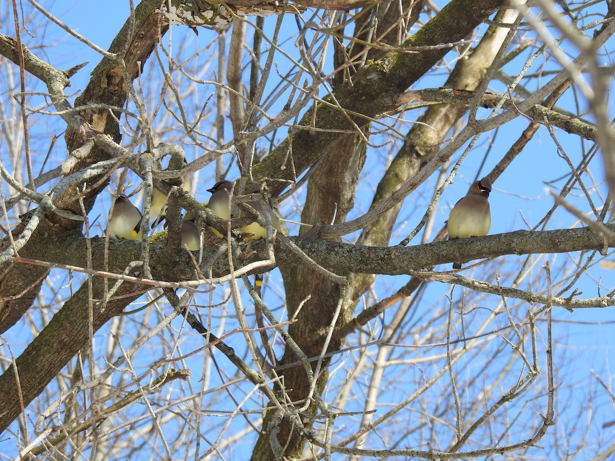 Cedar Waxwing - ML142000091