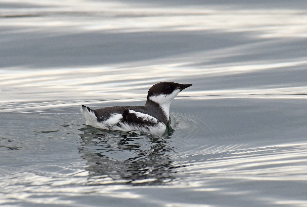 Marbled Murrelet - Ryan O'Donnell
