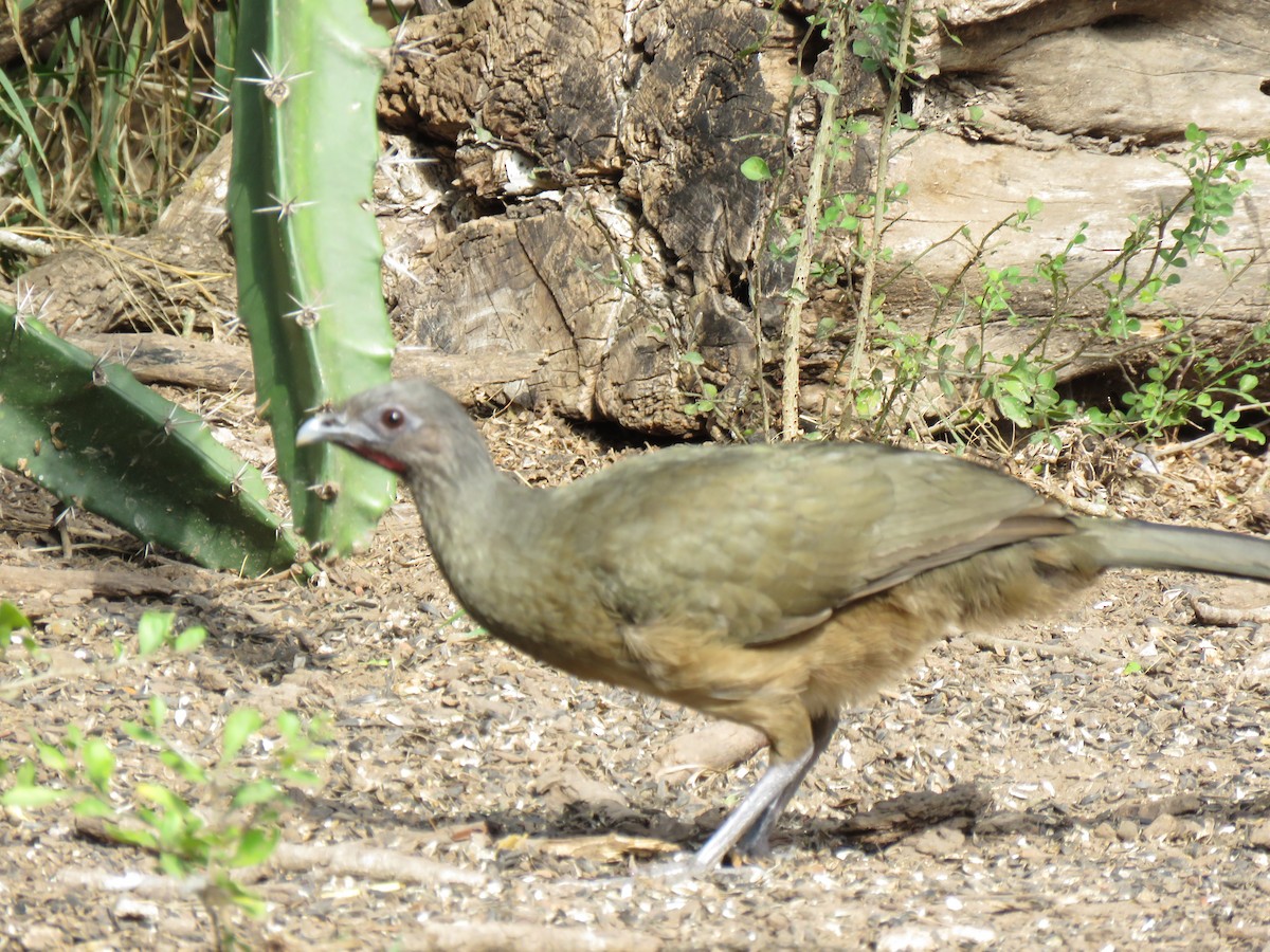 Chachalaca Norteña - ML142000531