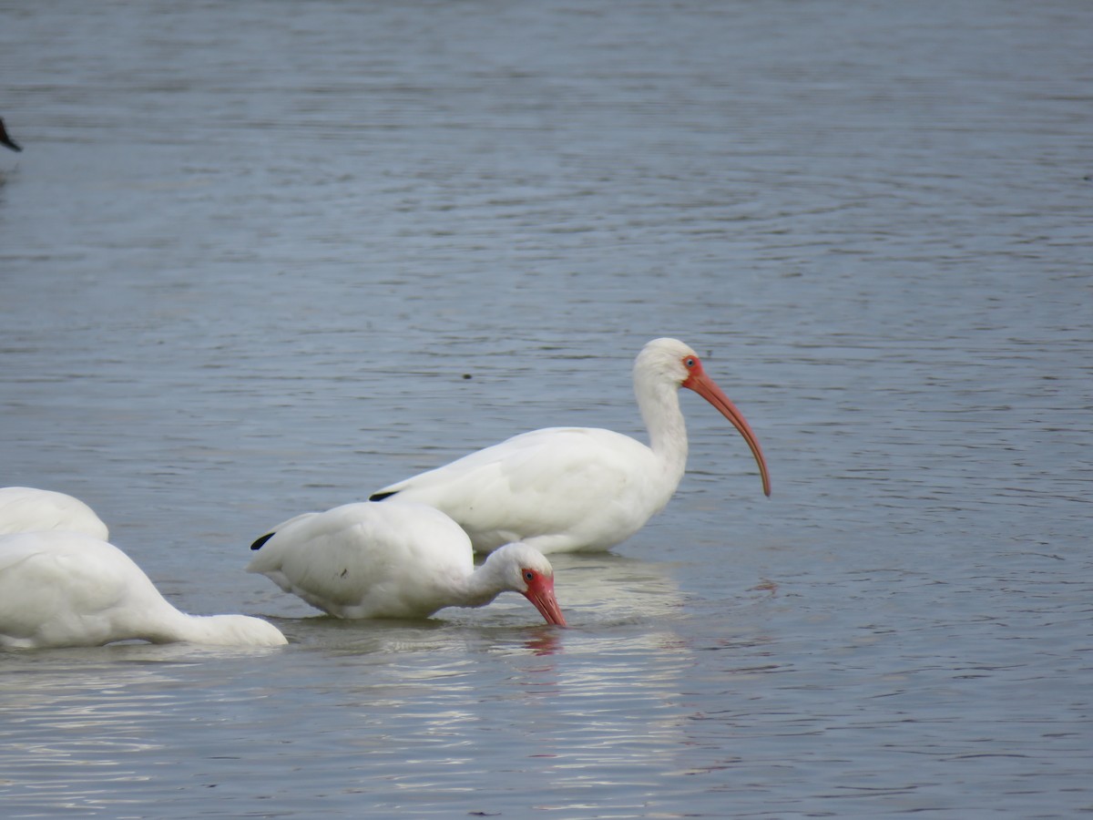 White Ibis - ML142000591