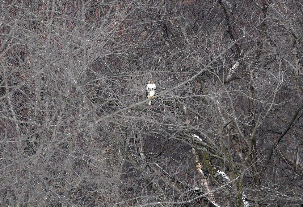 Red-tailed Hawk - ML142000631