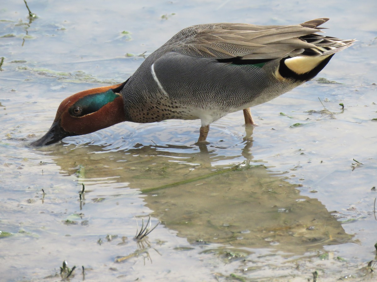 Green-winged Teal - Val Landwehr