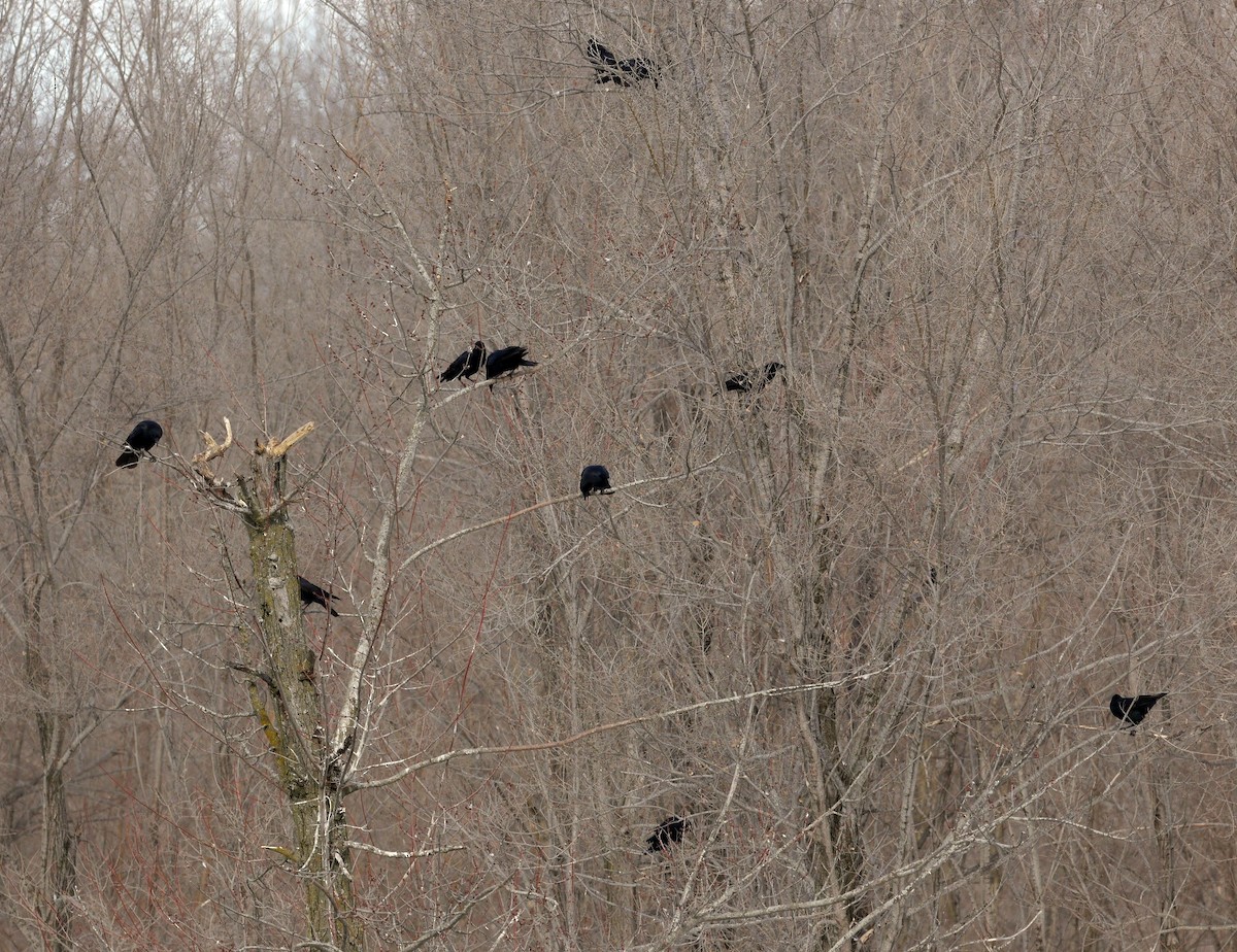 American Crow - ML142000741