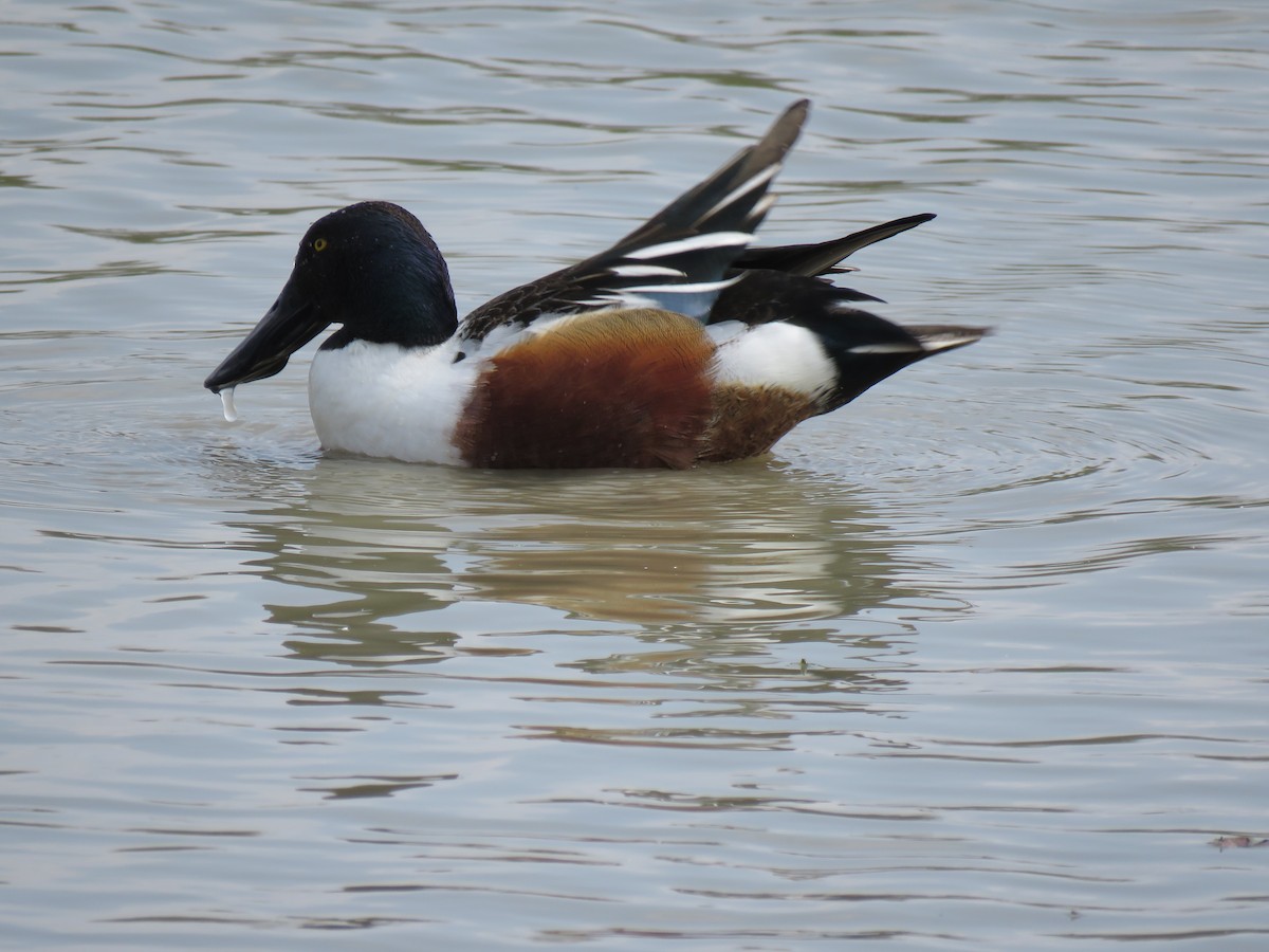 Northern Shoveler - Val Landwehr