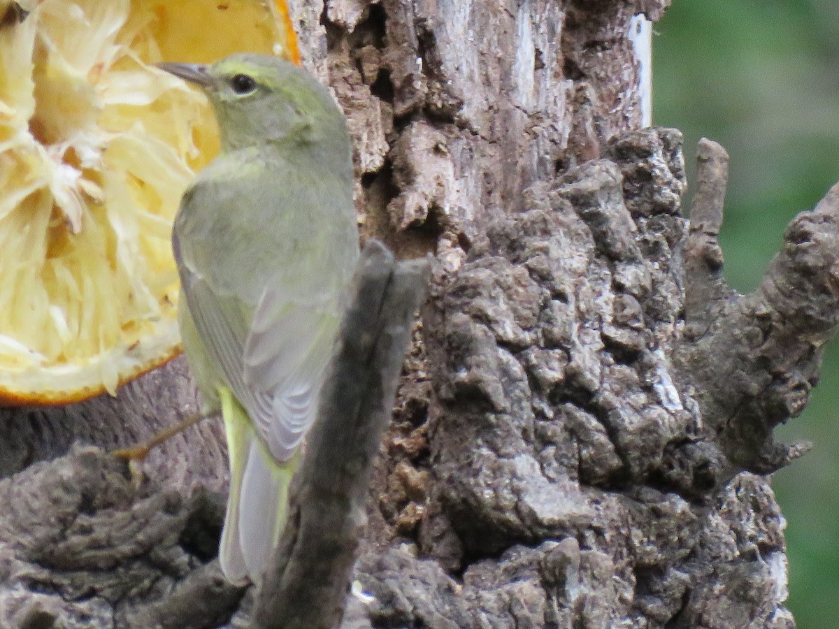 Orange-crowned Warbler - ML142000861