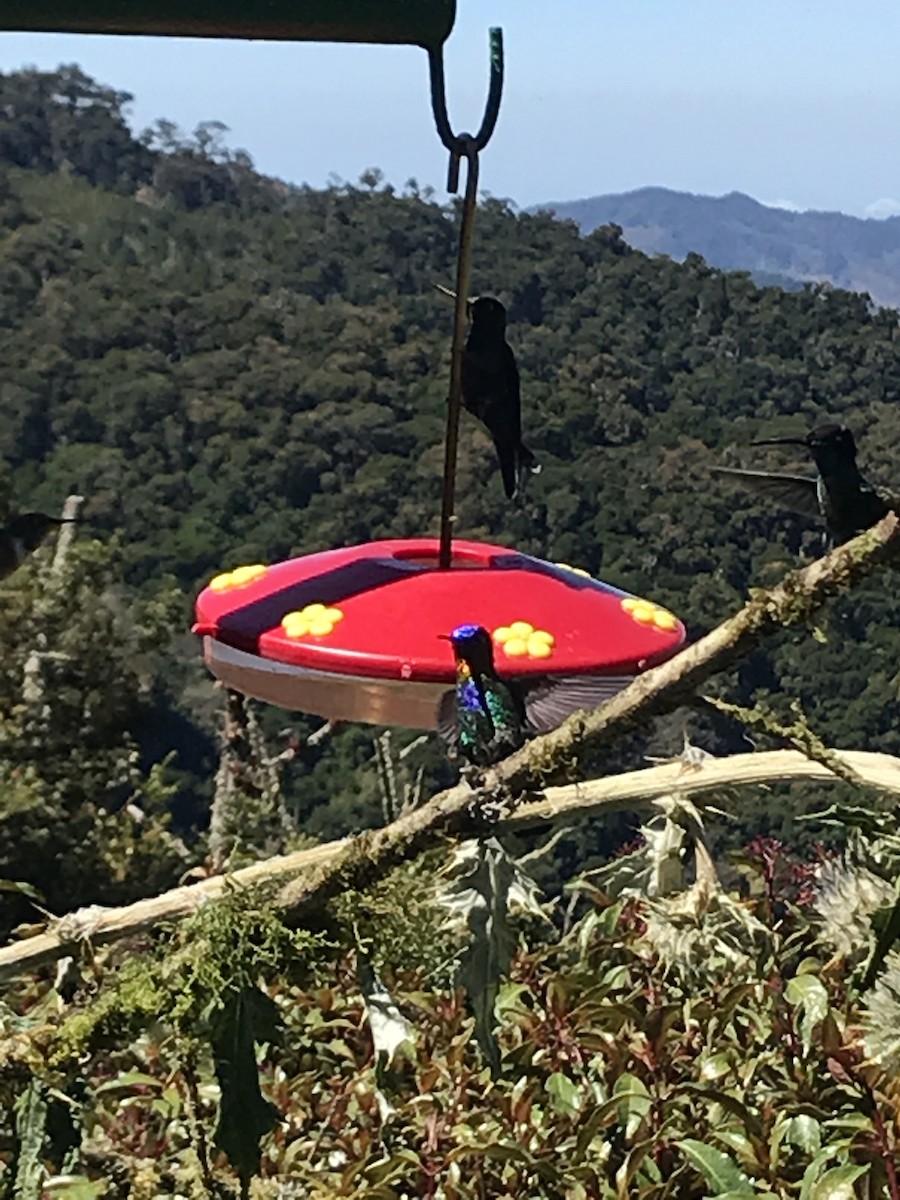 Fiery-throated Hummingbird - Laurie Reynolds