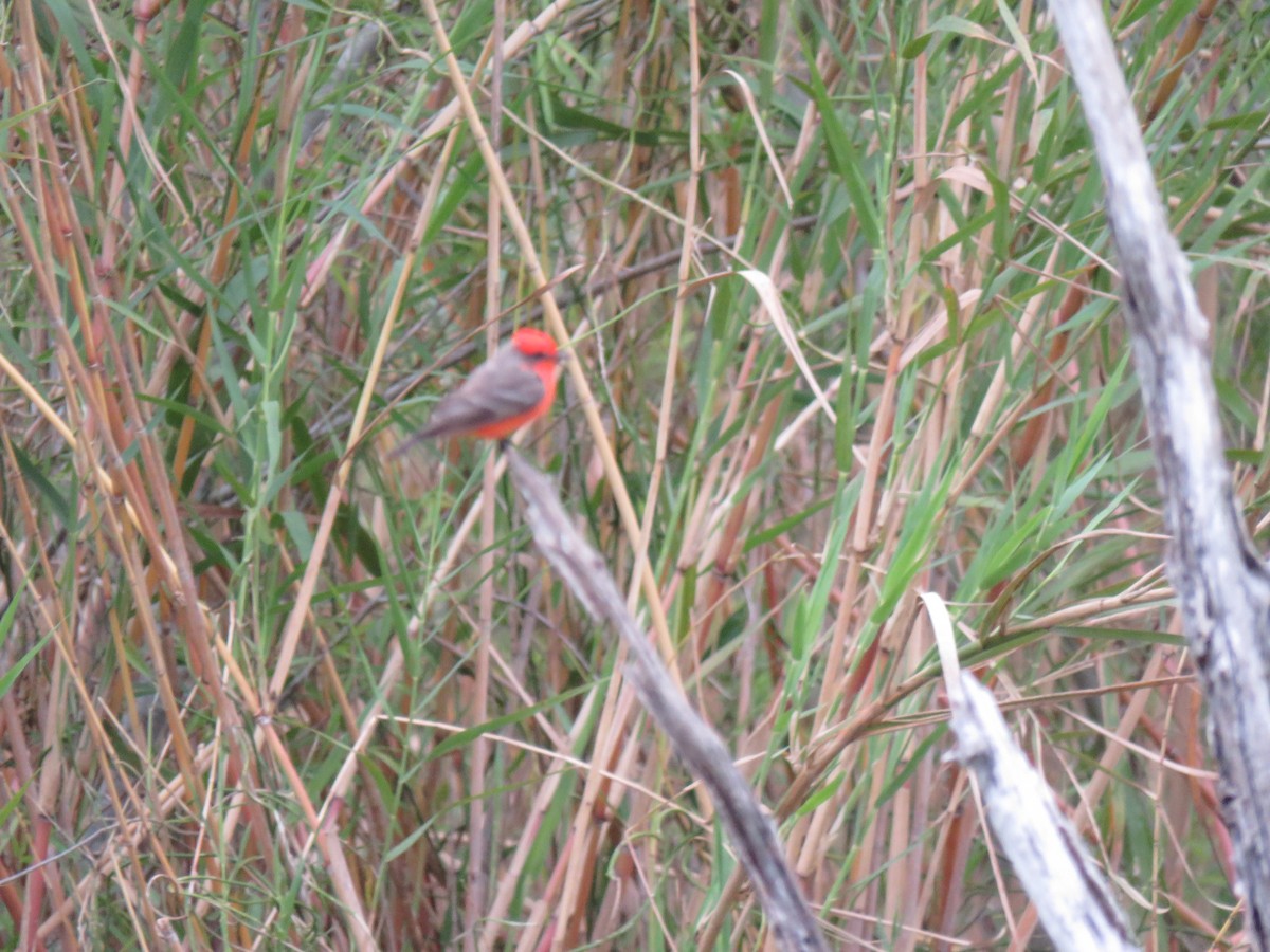 Vermilion Flycatcher - ML142001051