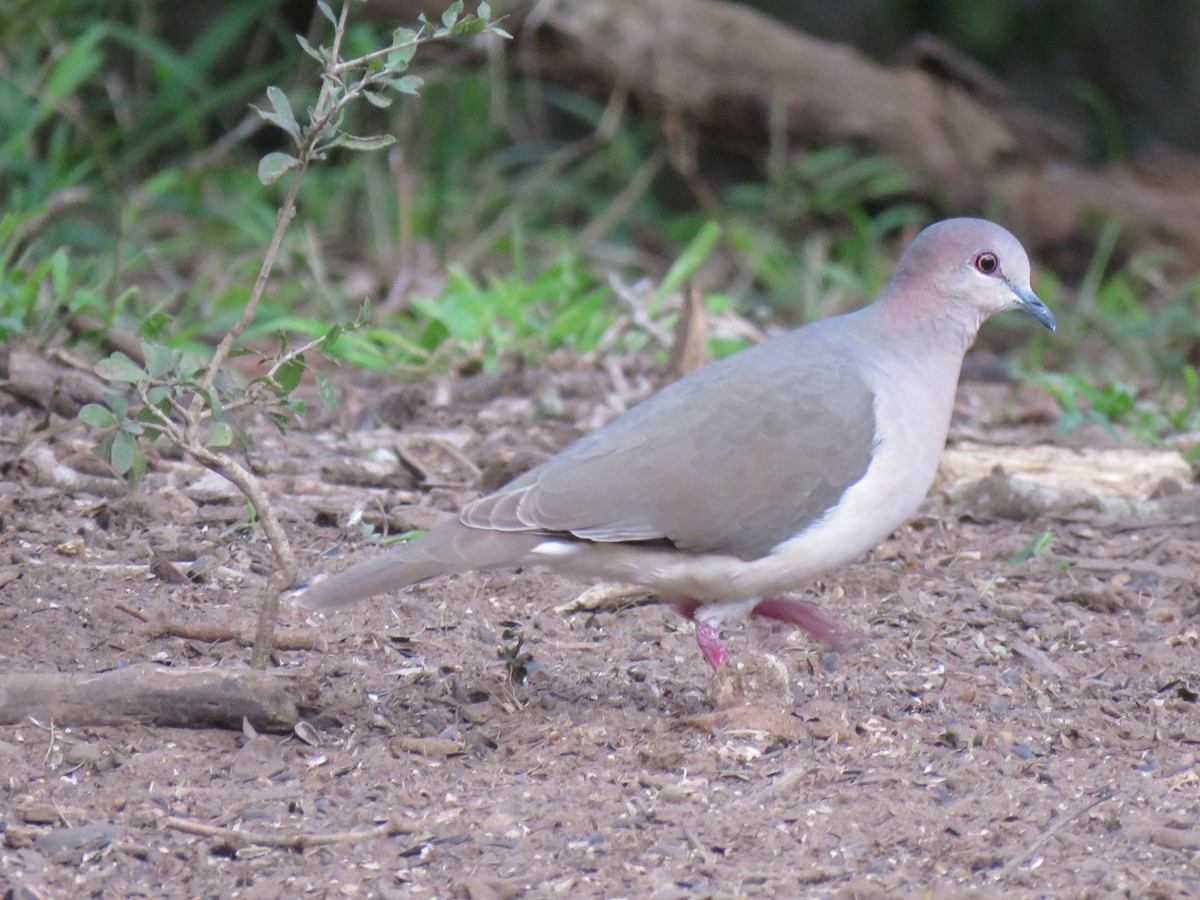 White-tipped Dove - ML142001151