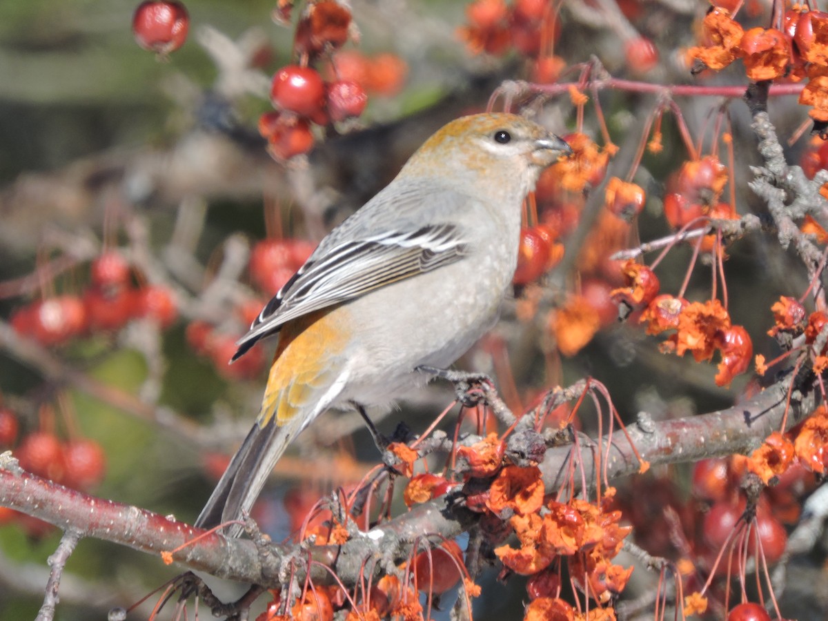 Pine Grosbeak - ML142001191