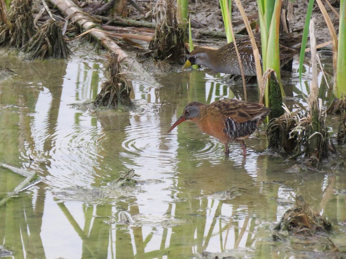 Virginia Rail - ML142001291